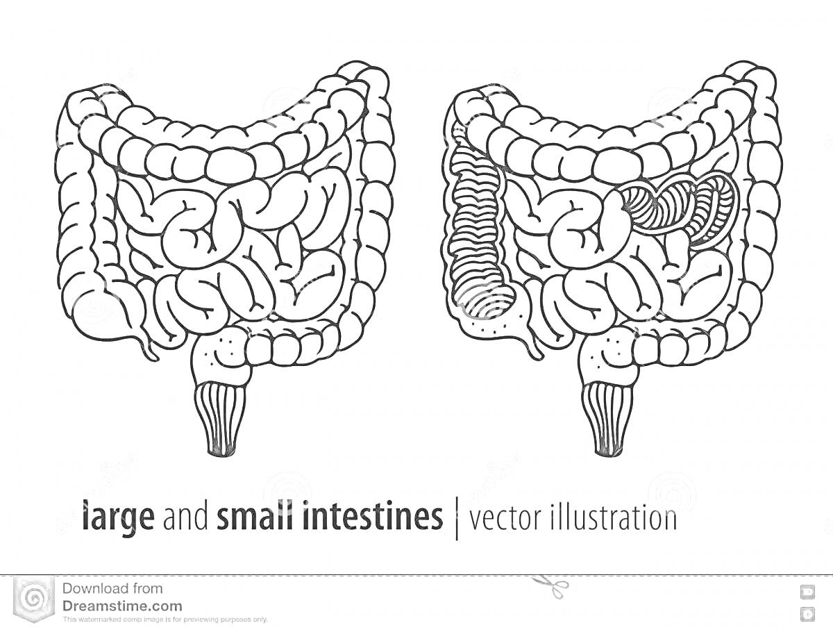 большие и малые кишечники, анатомическая иллюстрация с деталями внутренней структуры