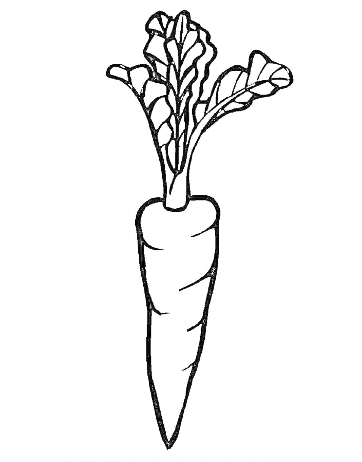 морковка с ботвой