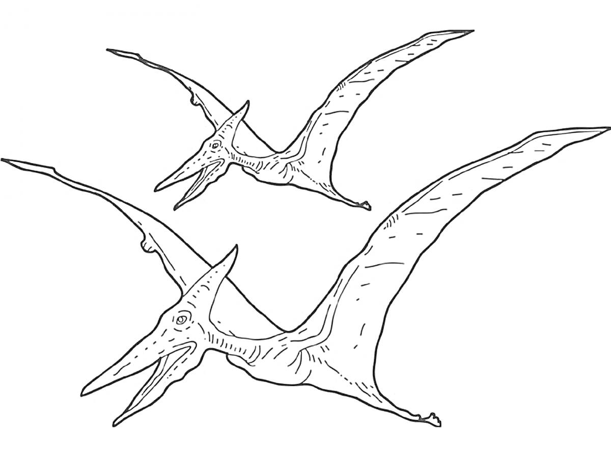 На раскраске изображено: Птеродактиль, Динозавр, Летающий динозавр