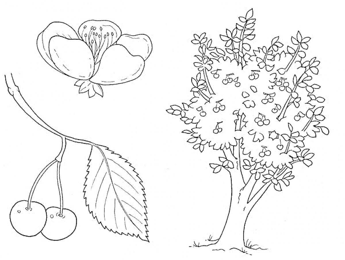 На раскраске изображено: Черёмуха, Ветка, Листья, Ягоды, Природа