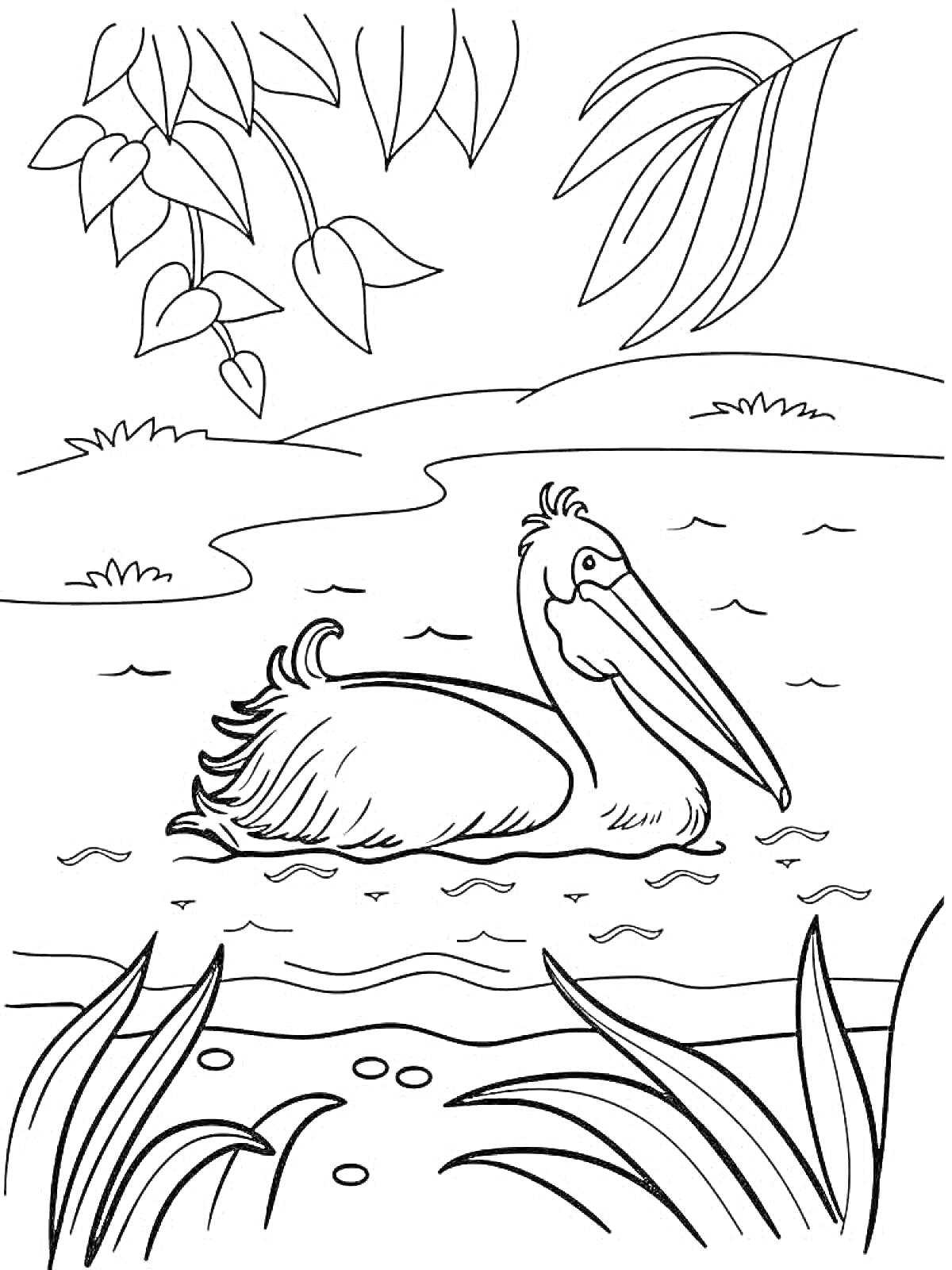 Пеликан в пруду с растительностью