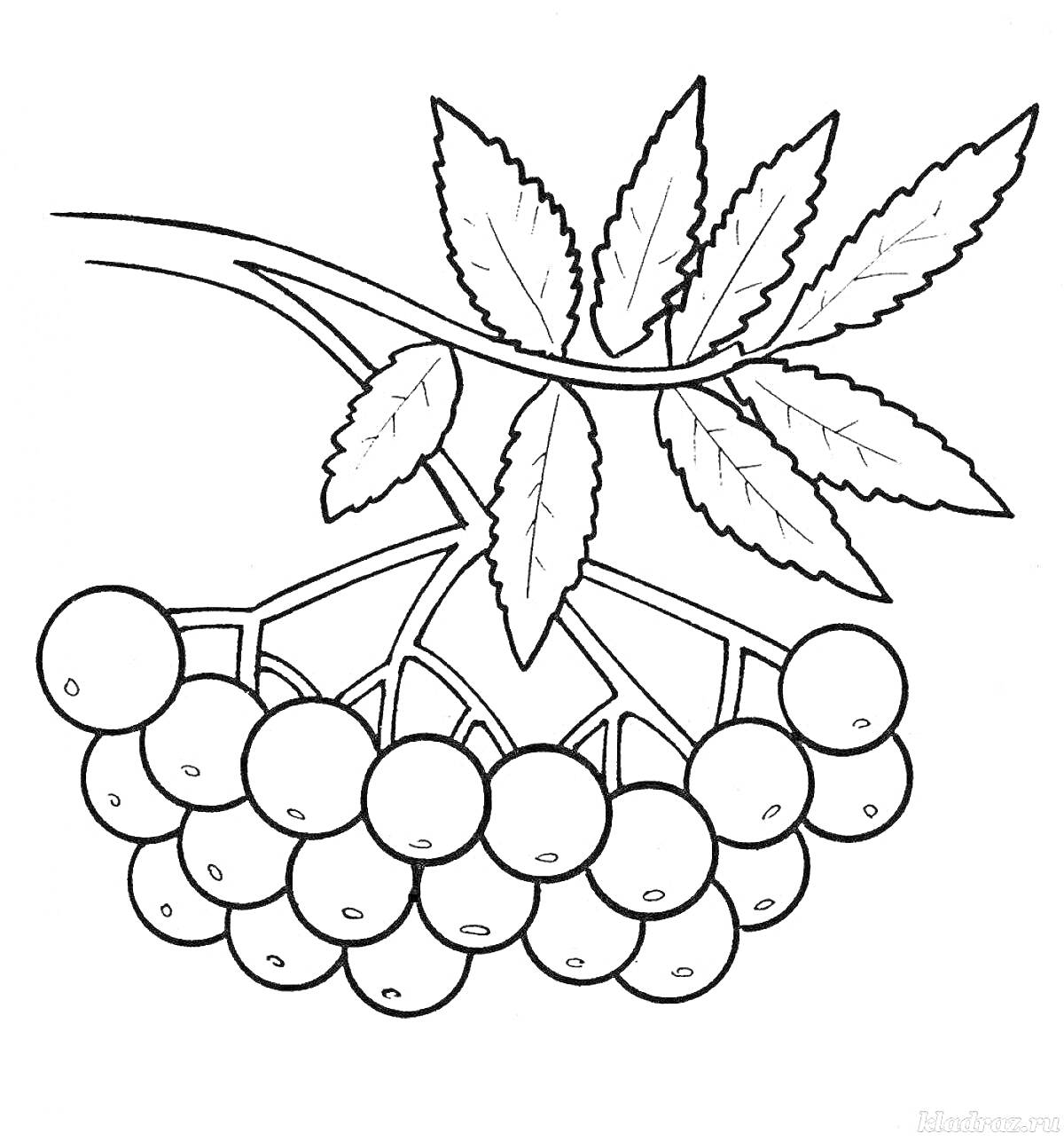Раскраска Веточка рябины с листьями и ягодами