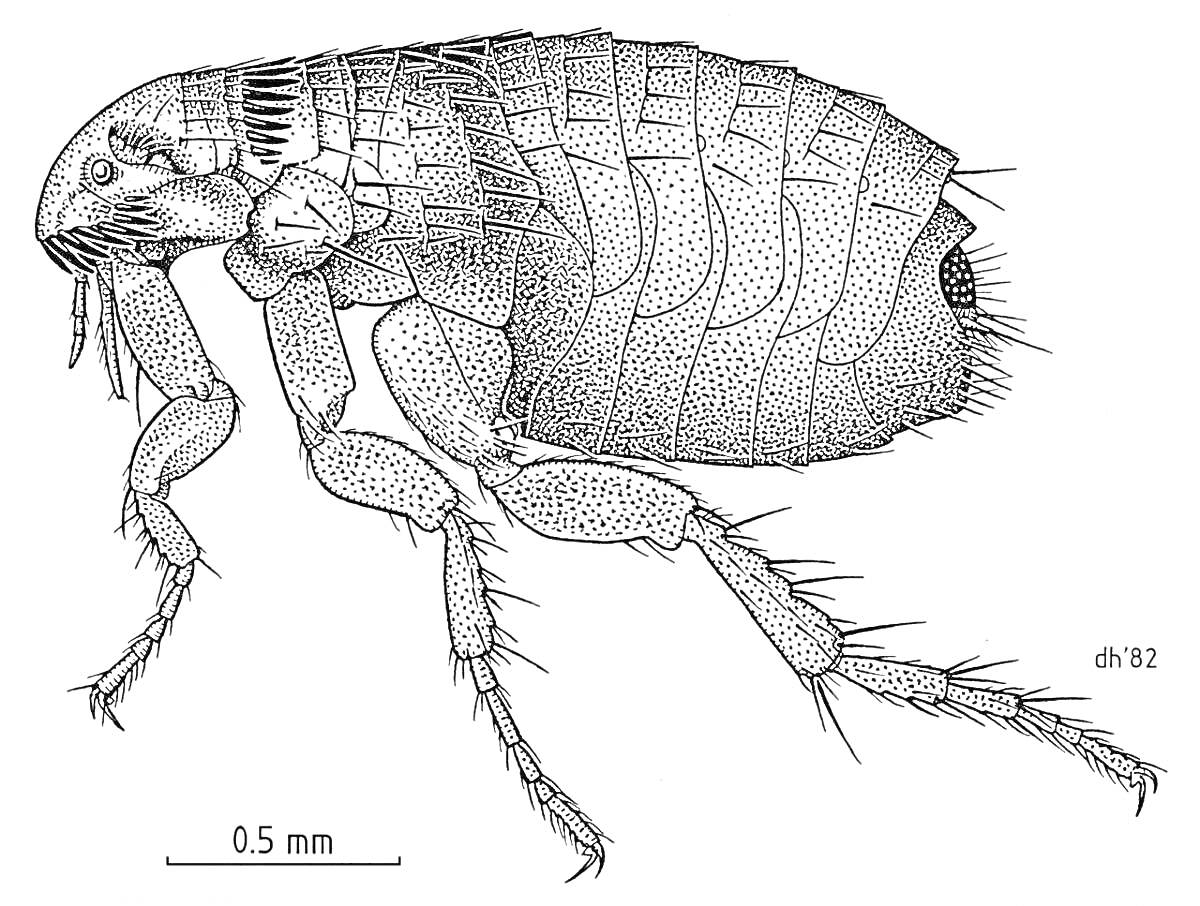 Блоха с челюстями, лапками с когтями, тельцем с сегментами и усиками