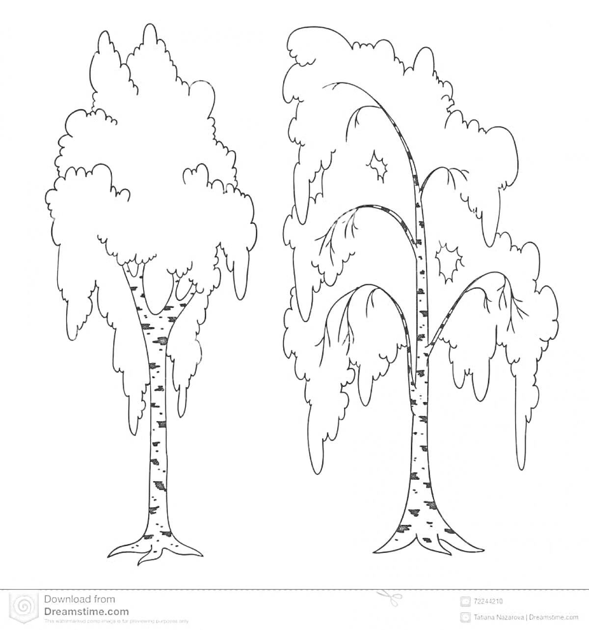 Раскраска Раскраска с двумя деревьями берёзы
