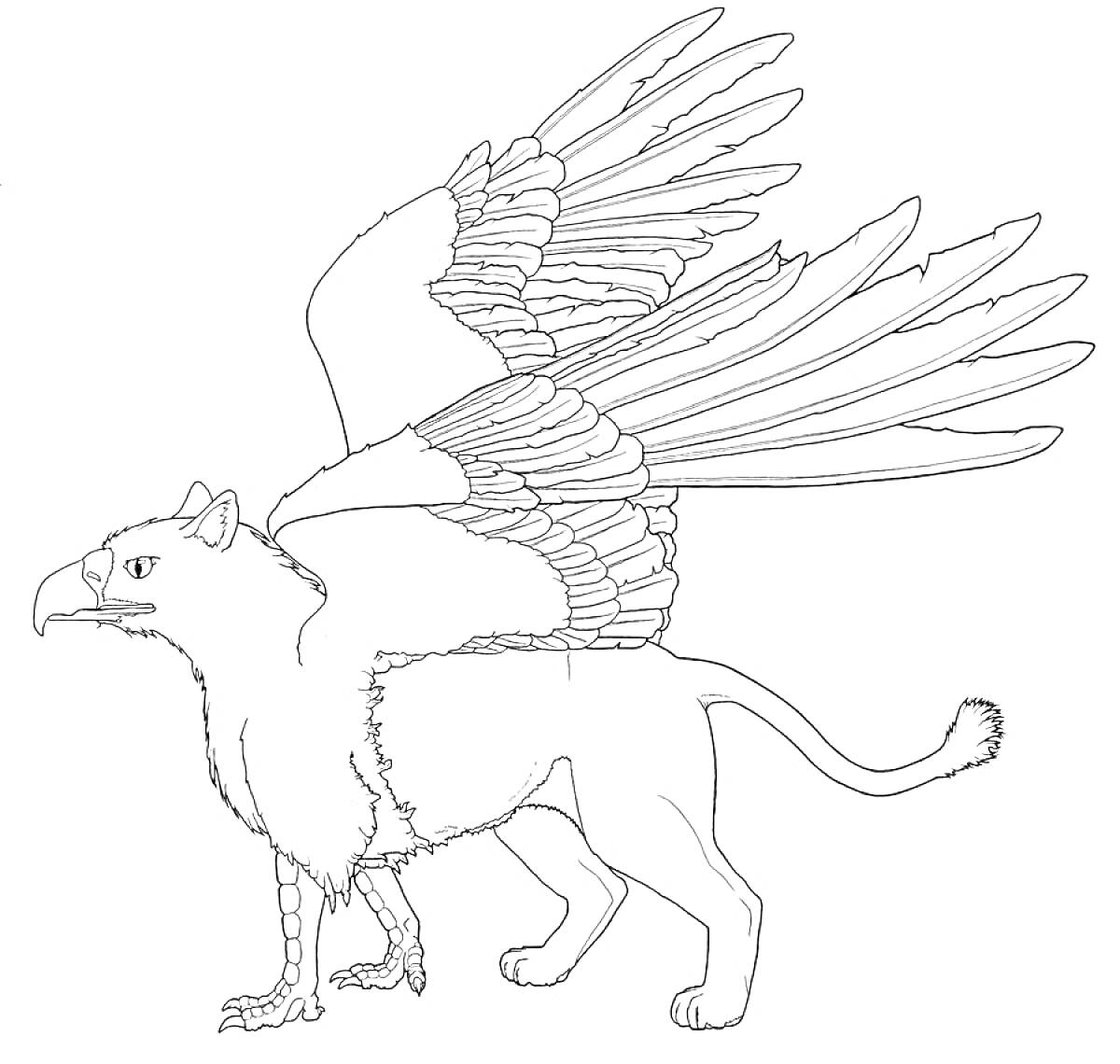Раскраска Грифон с орлиной головой, орлиными крыльями и телом льва.