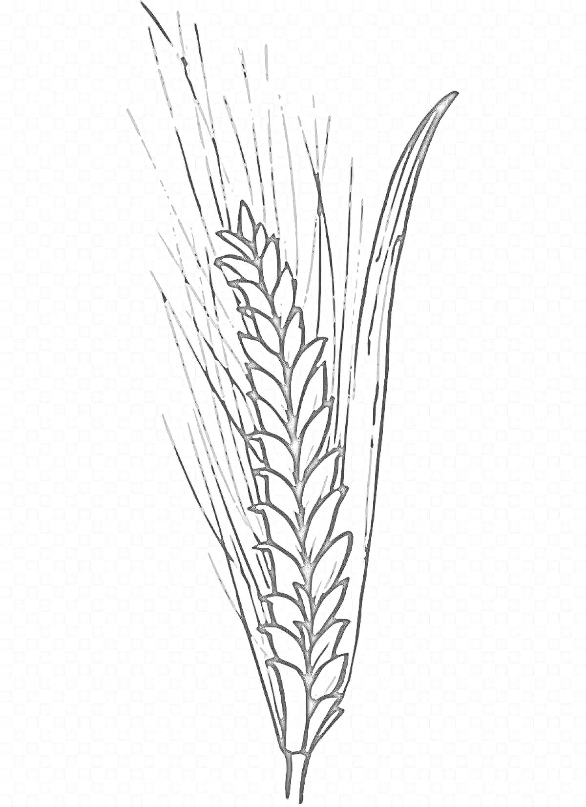 Раскраска Колосок пшеницы с листьями