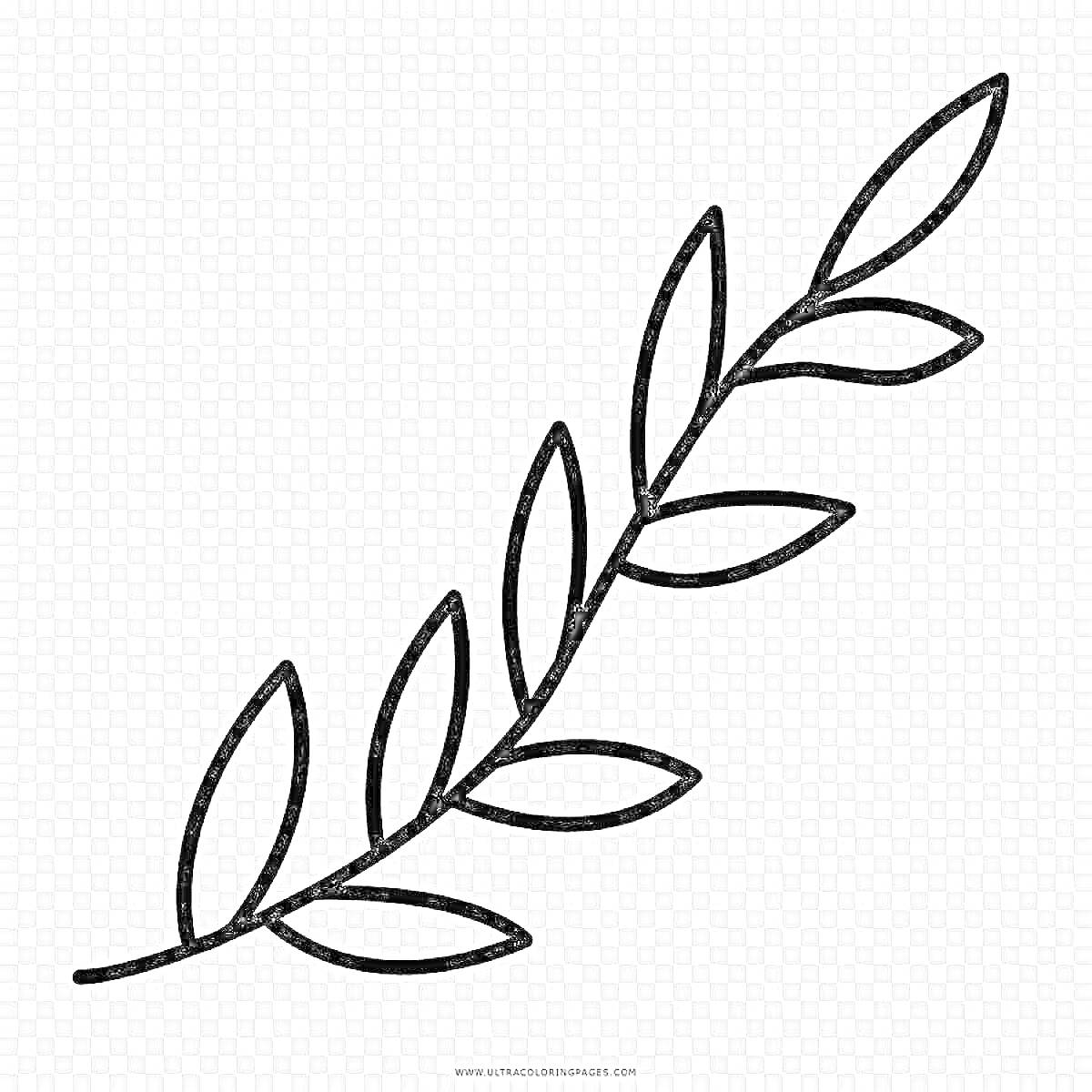 Раскраска Веточка с листьями, контурное изображение