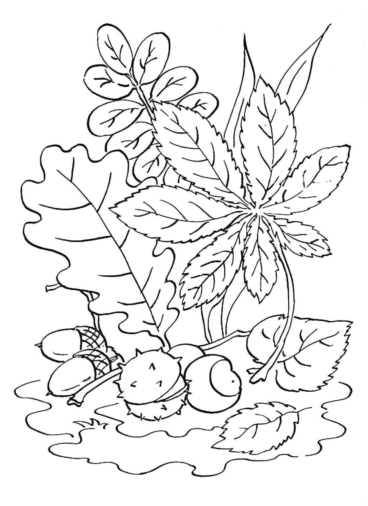 На раскраске изображено: Осень, Листья, Природа, Осенние листья, Желуди, Орех, Букет цветов