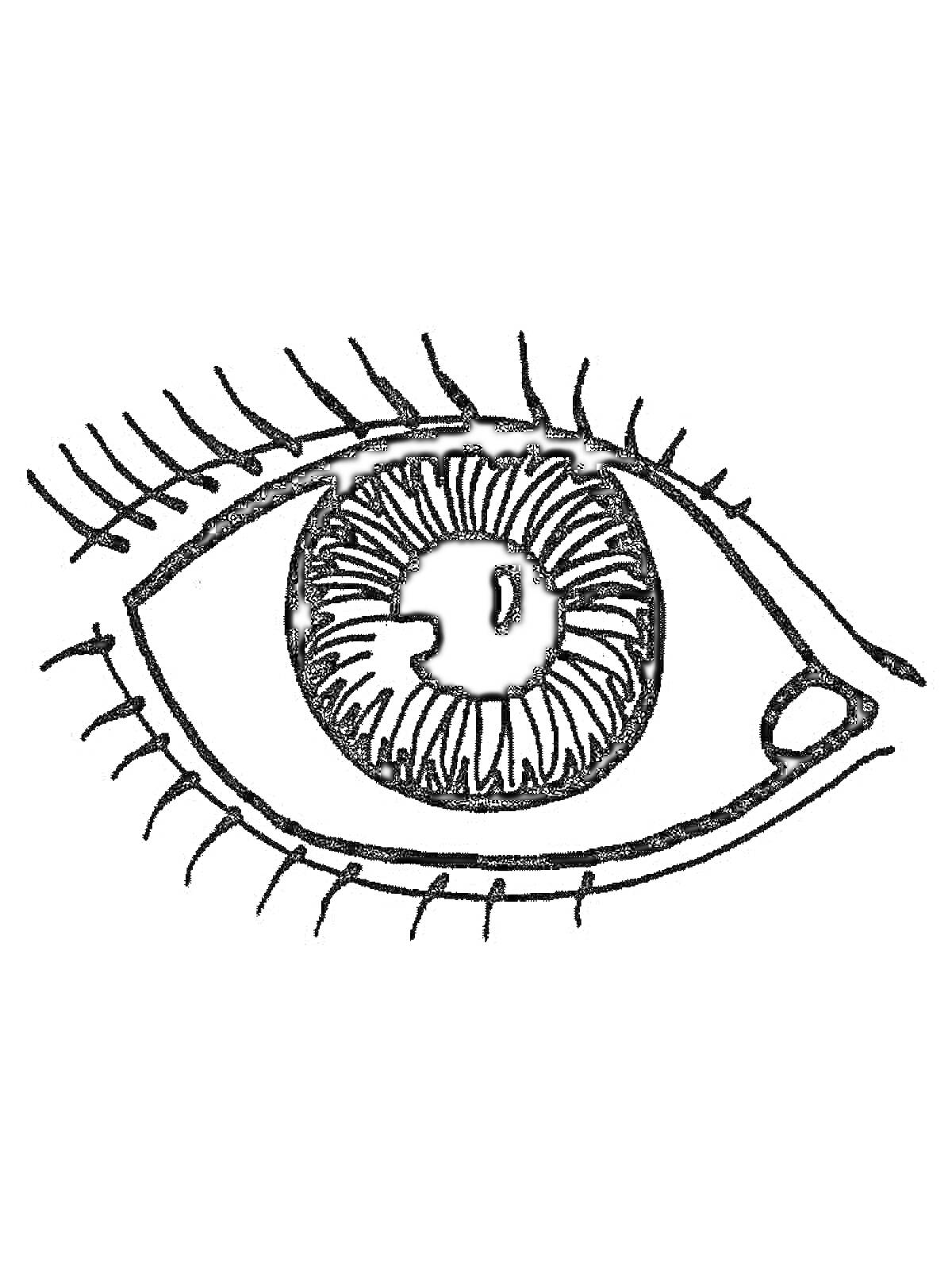 Раскраска Рисунок глаза с ресницами и зрачком