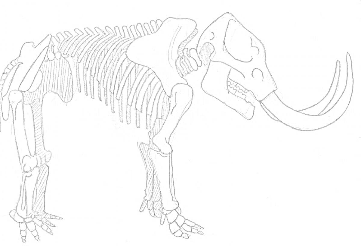 Раскраска Скелет мамонта с бивнями