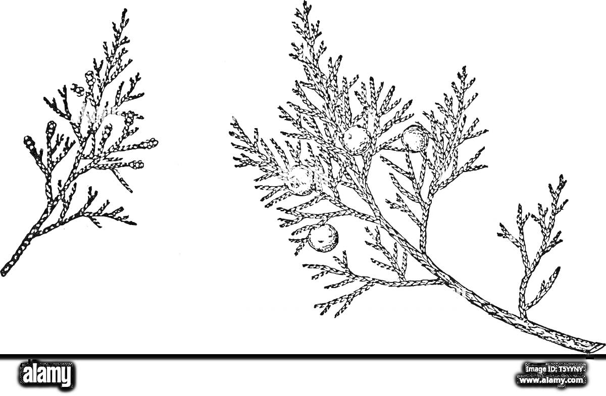 На раскраске изображено: Можжевельник, Ветка, Ягоды, Растения, Природа, Иллюстрация, Ботаника, Детали