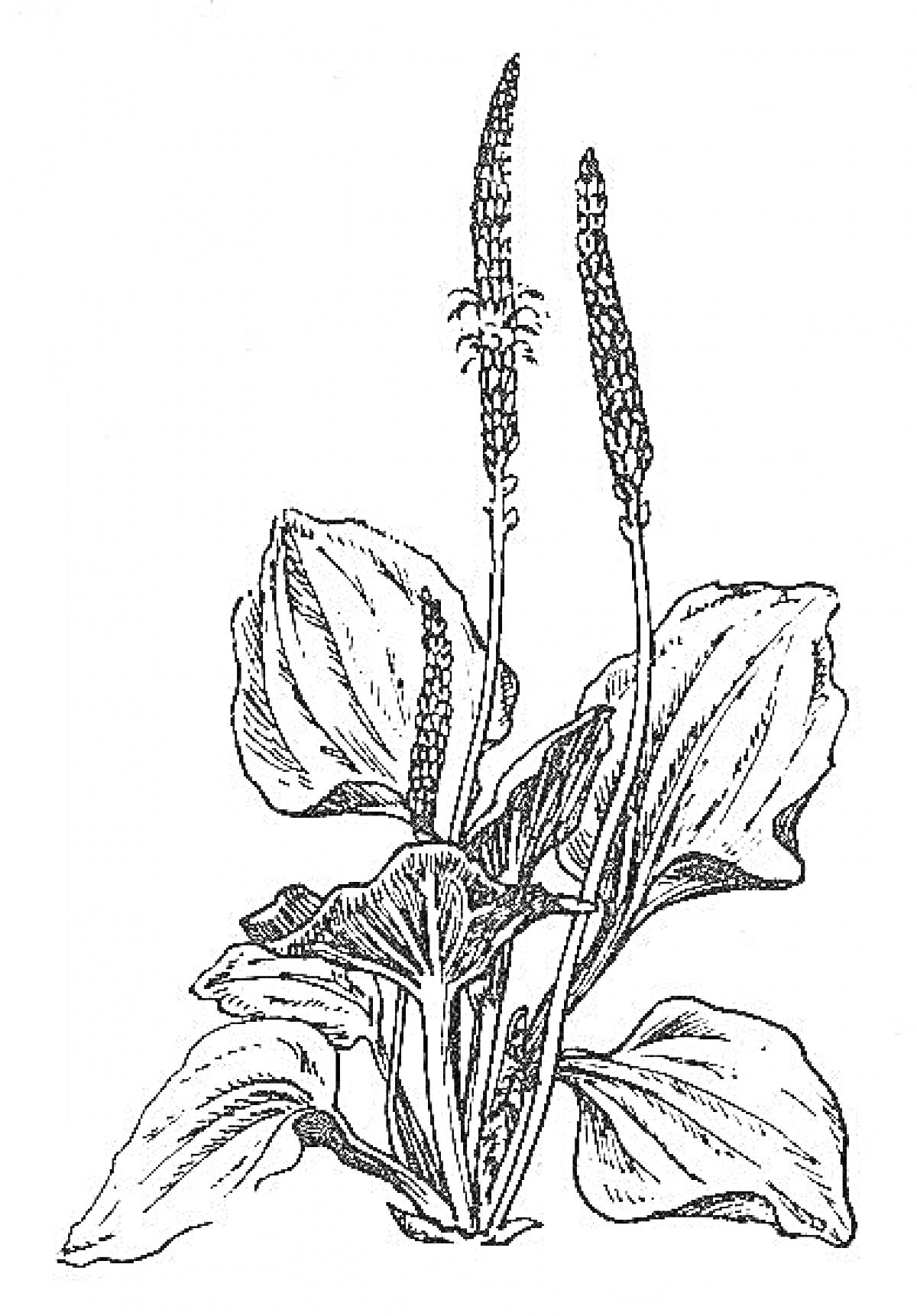 Раскраска Подорожник с листьями и цветоносами