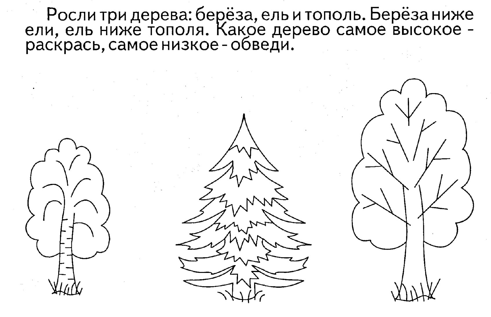 Раскраска Берёза, ель и тополь. Раскрась самую высокую ель, обведи самую низкую берёзу.