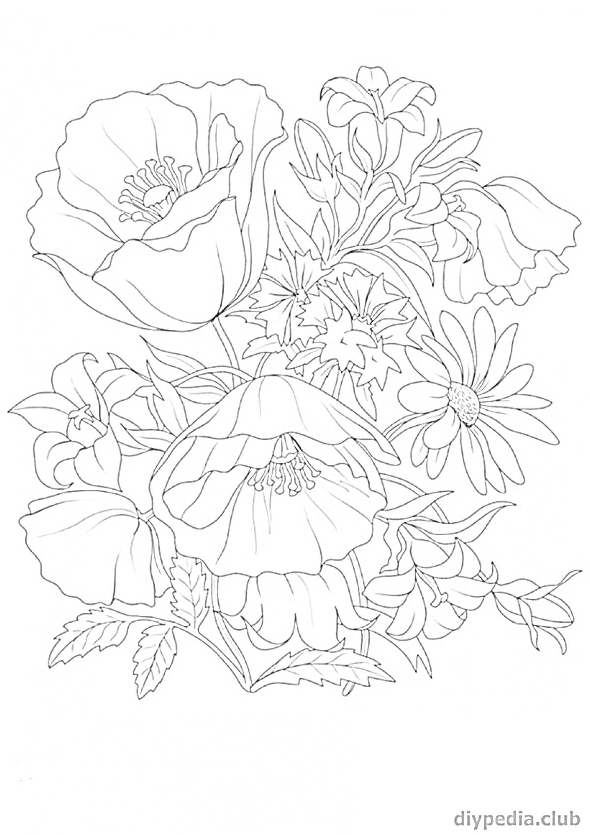 Раскраска Рисунок крупных красивых цветов: маки, ромашки и бутоны