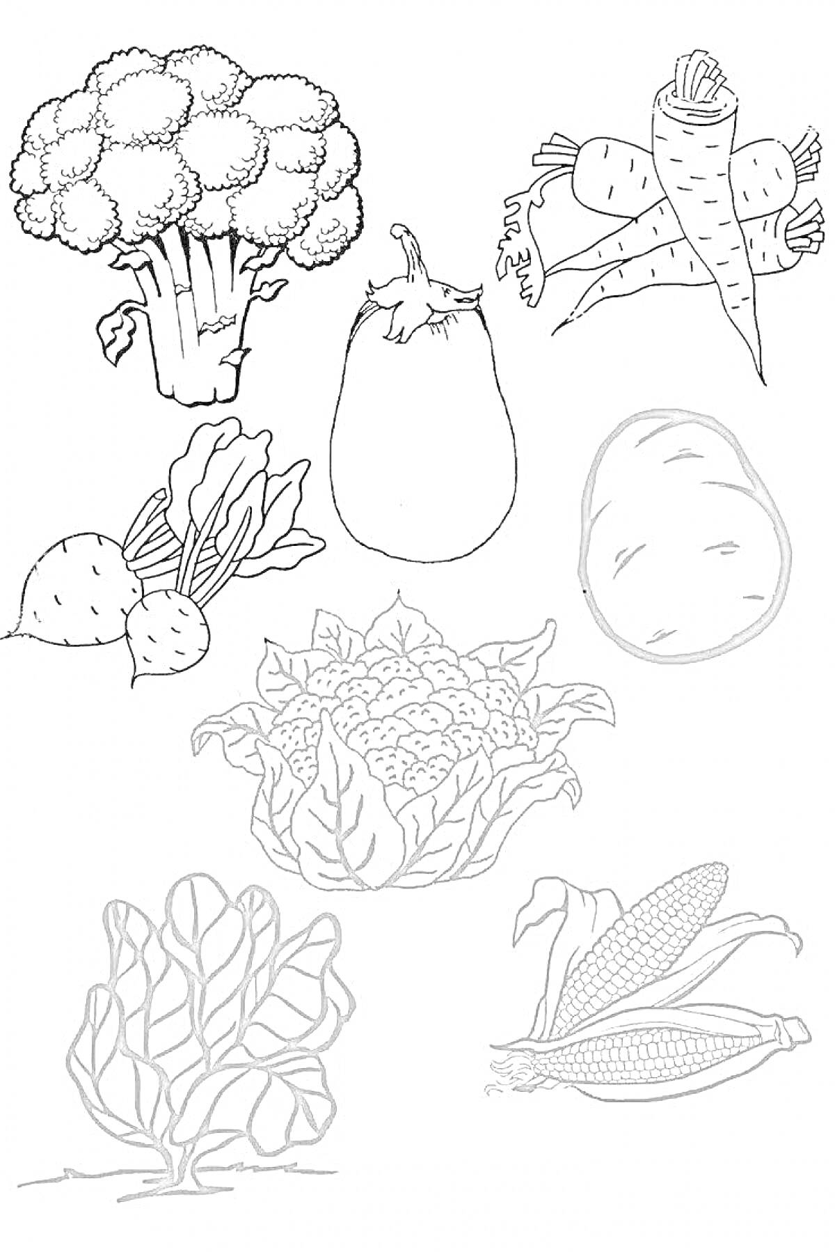 Раскраска Овощи для винегрета: брокколи, морковь, баклажан, картофель, свекла, цветная капуста, салат, кукуруза