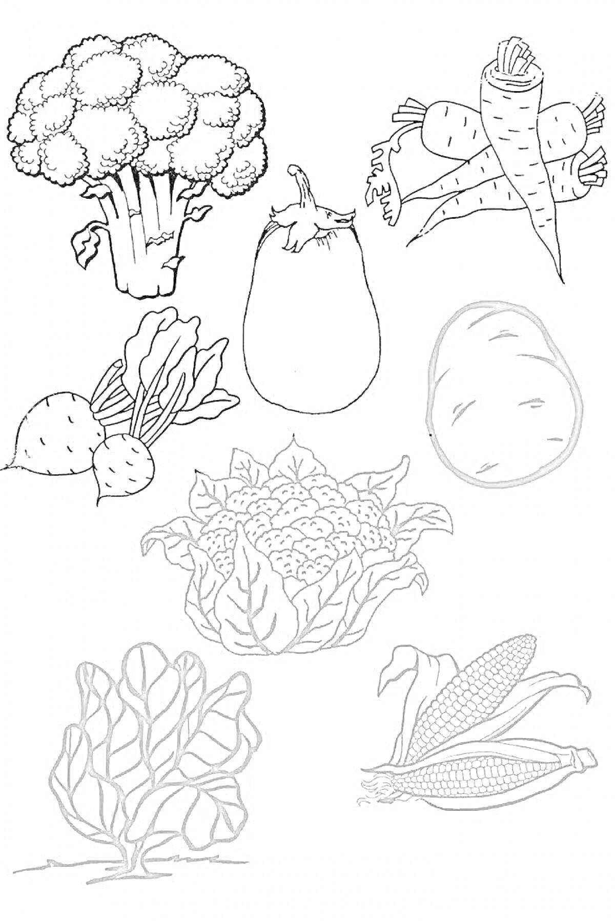 На раскраске изображено: Овощи, Винегрет, Брокколи, Морковь, Баклажан, Картофель, Свекла, Цветная капуста, Салат, Кукуруза