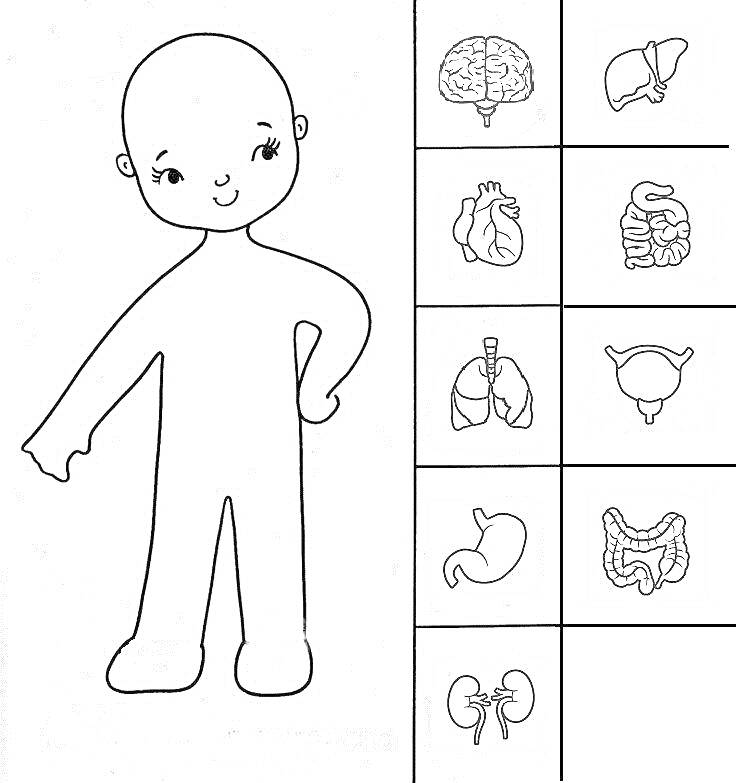 Раскраска Тело человека с органами: мозг, печень, сердце, кишечник, лёгкие, мочевой пузырь, желудок, толстый кишечник, почки