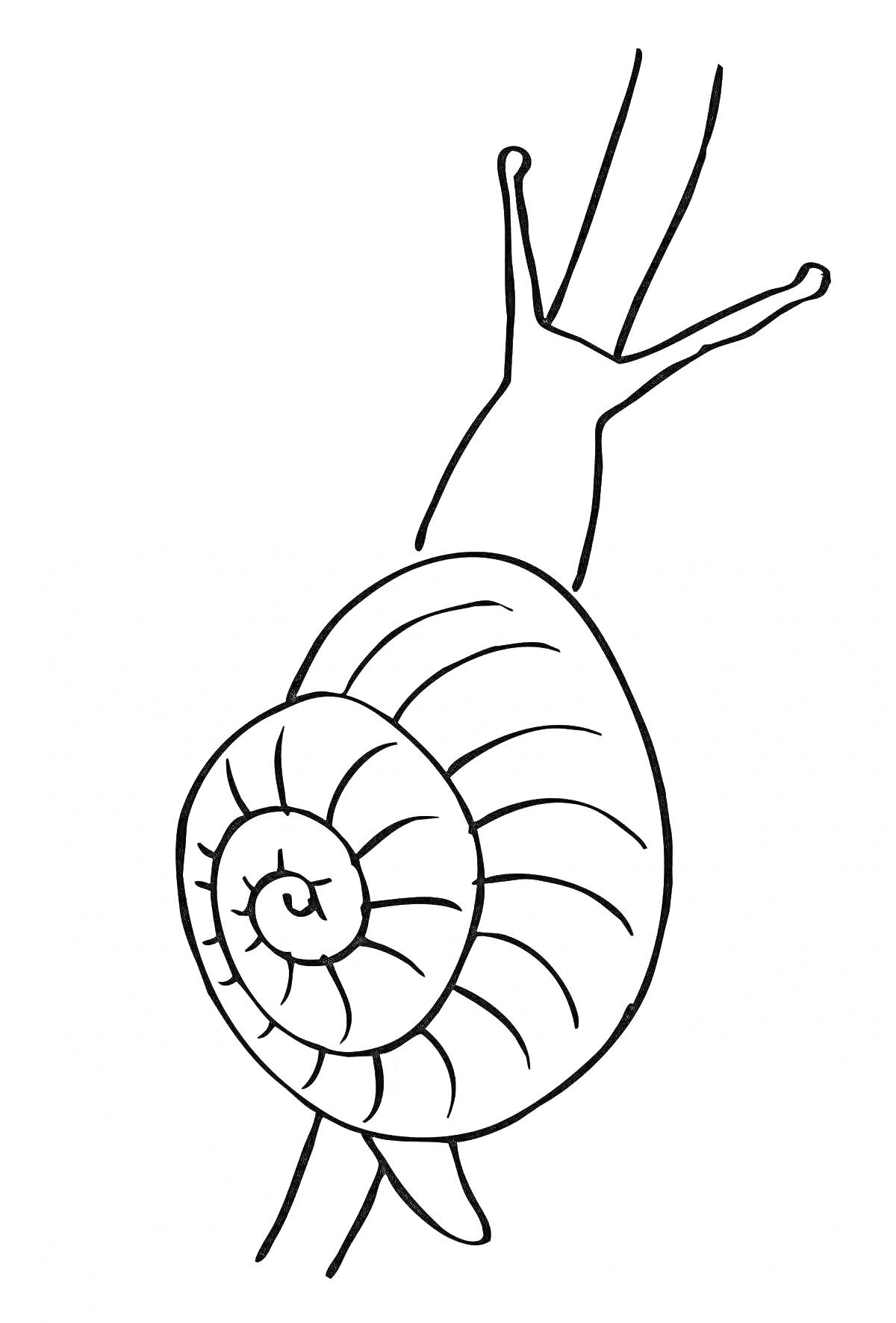 На раскраске изображено: Улитка, Для детей, Природа, Животные, Стебель, Насекомое