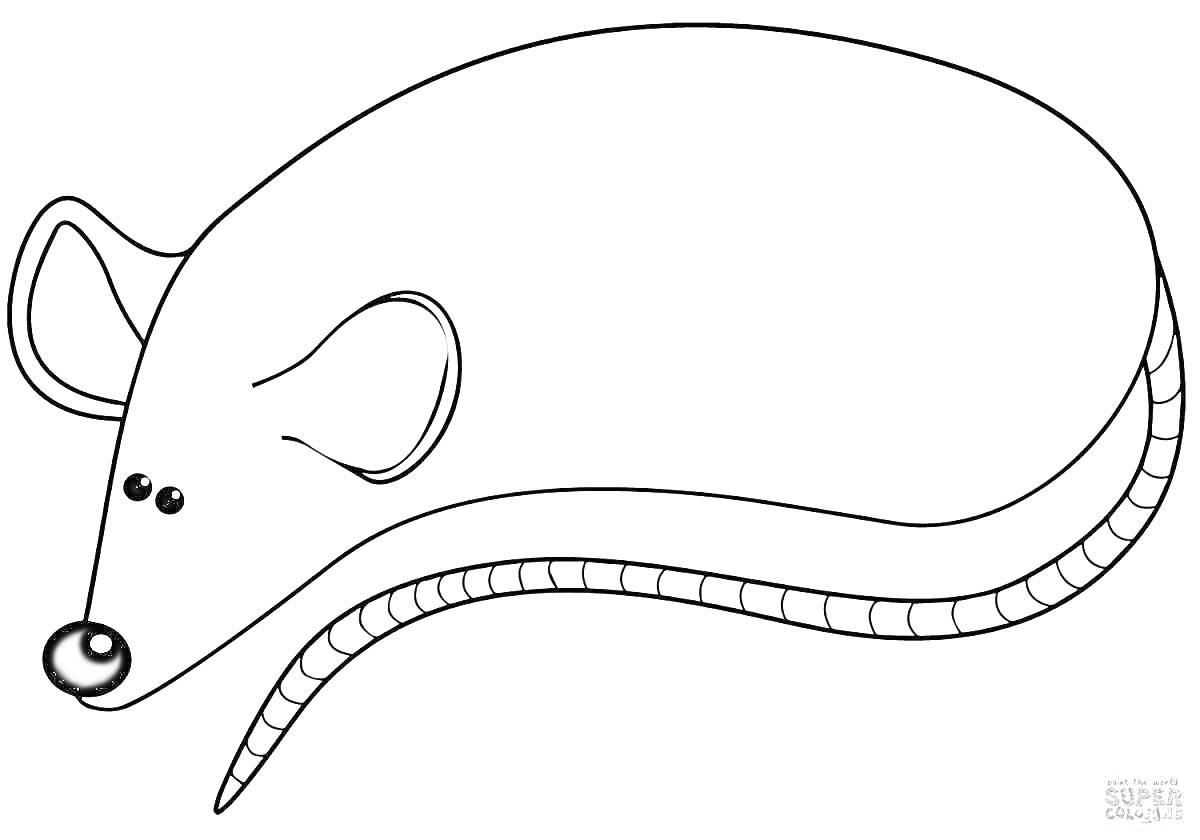 Раскраска Мышка с очками и хвостом