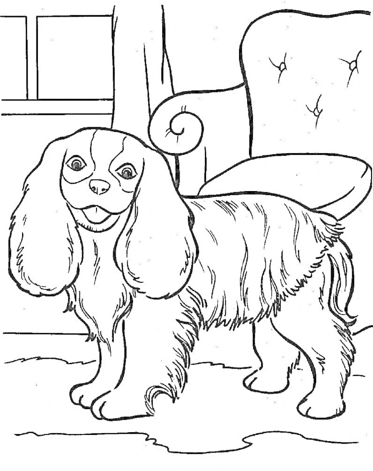 Раскраска Собака породы спаниель около окна и кресла