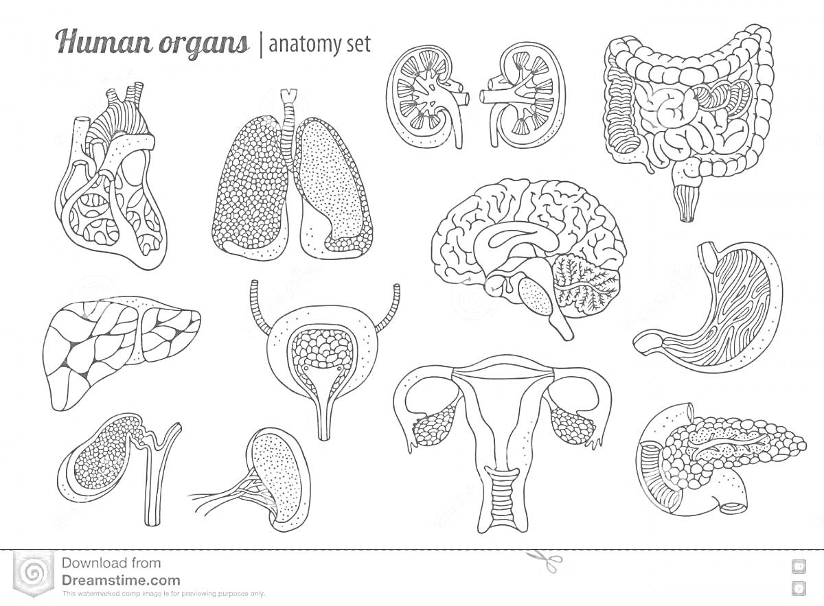 На раскраске изображено: Анатомия, Внутренние органы, Легкие, Почки, Кишечник, Мозг, Желудок, Печень, Мочевой пузырь, Матка, Поджелудочная железа, Селезёнка