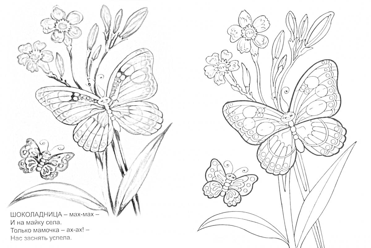 На раскраске изображено: Бабочка, Цветы, Стихотворение, Крылья, Лепестки, Листья, Линии