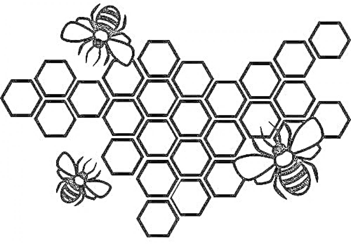 Раскраска Пчелы и соты