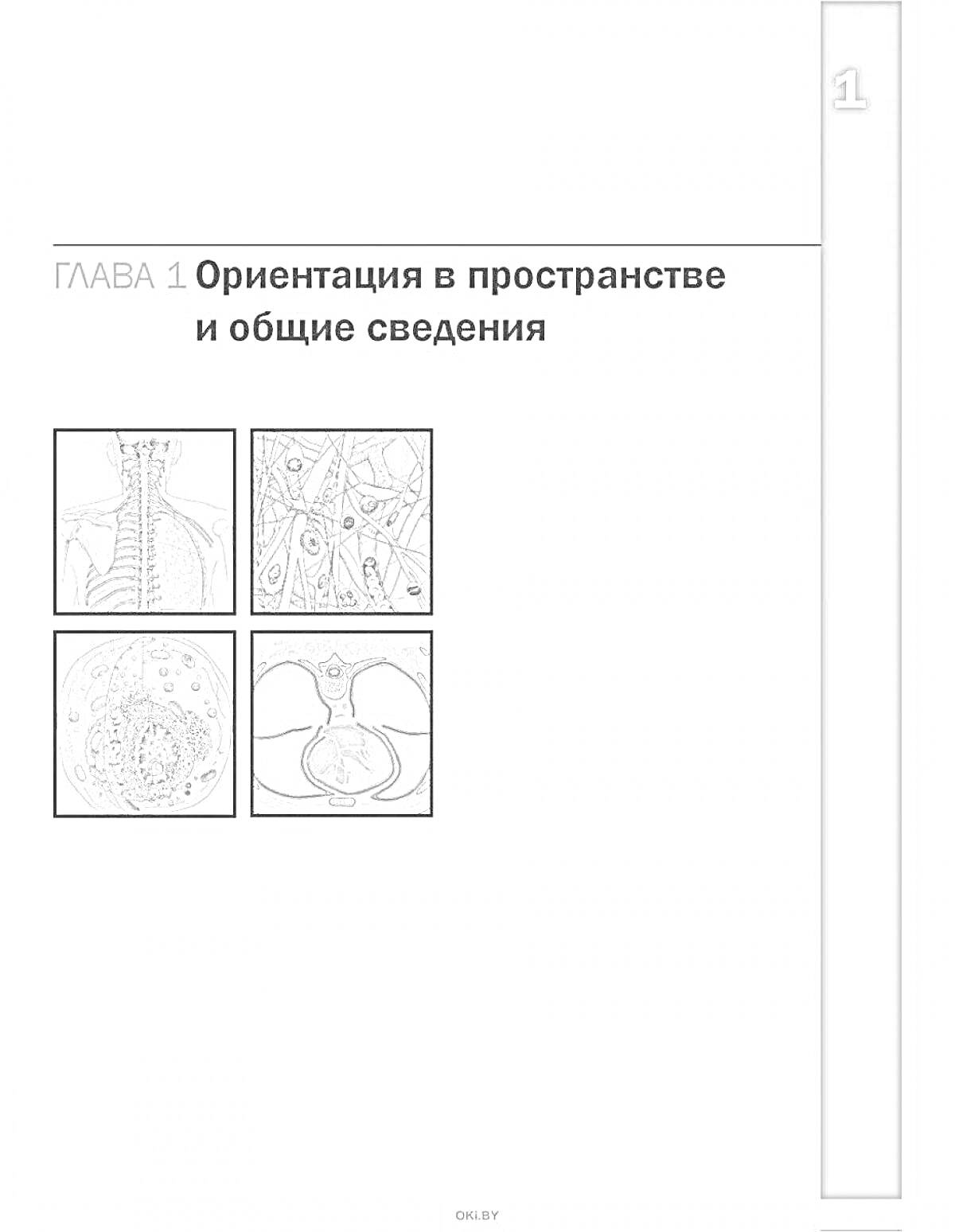 Раскраска Ориентация в пространстве и общие сведения (позвоночник, нервная система, клетка, мышца)