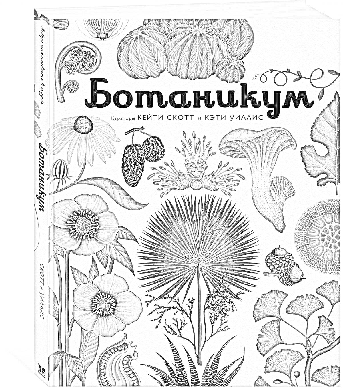 На раскраске изображено: Ботаника, Растения, Цветы, Листья, Грибы, Шишки, Природа, Флора