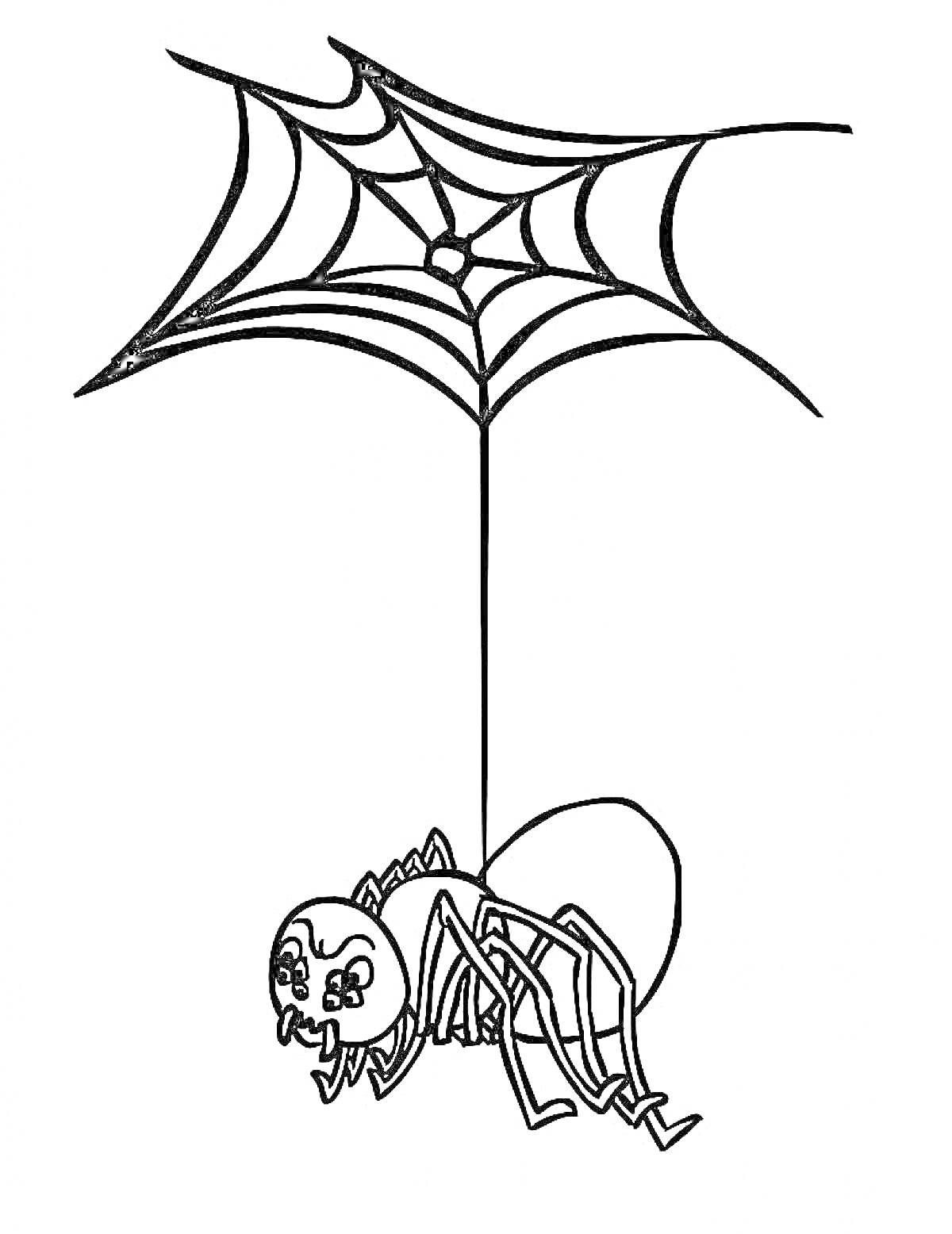 Раскраска Паук на паутине