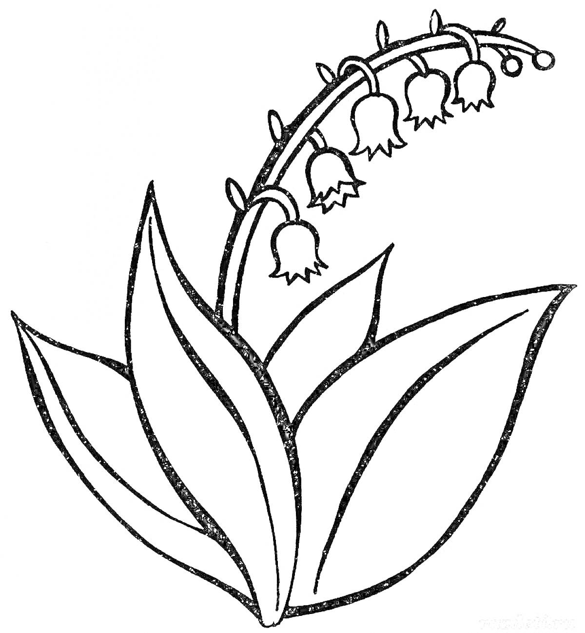Раскраска Ландыш с листьями и цветами-колокольчиками
