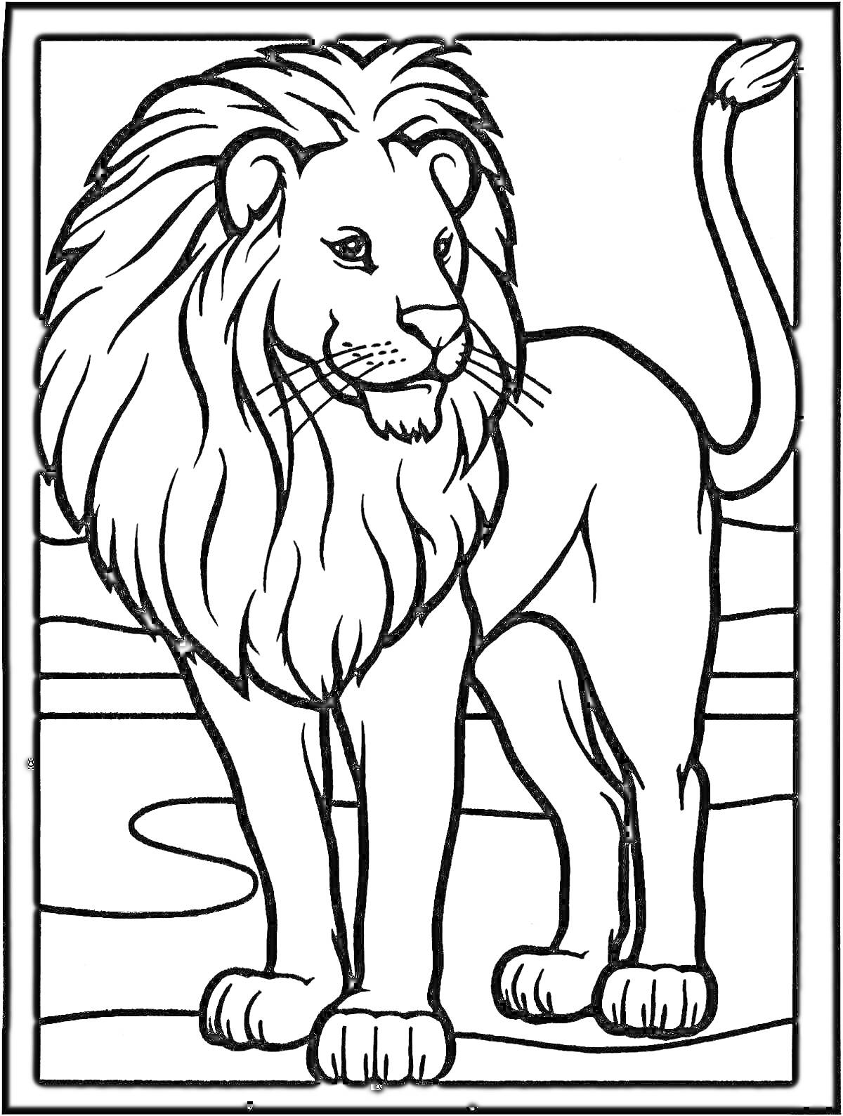 На раскраске изображено: Лев, Саванна, 3-4 года