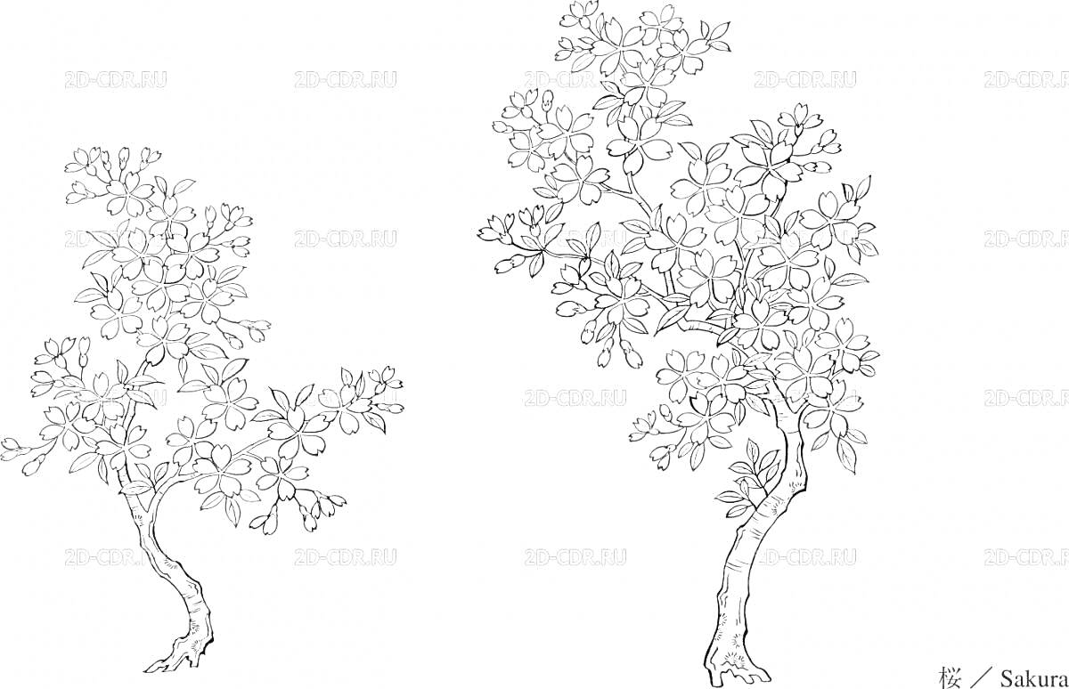 РаскраскаЯпонское дерево сакура с цветами