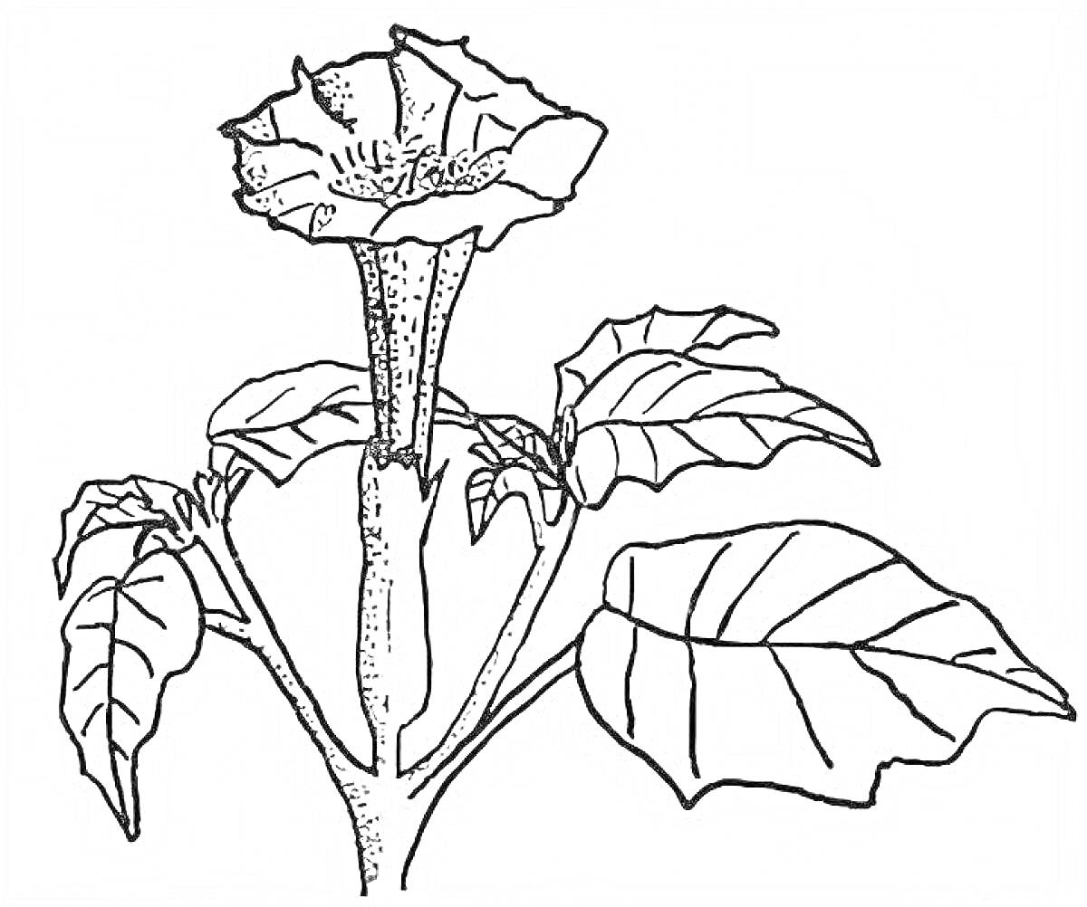 Раскраска Рисунок дурмана с цветком и листьями