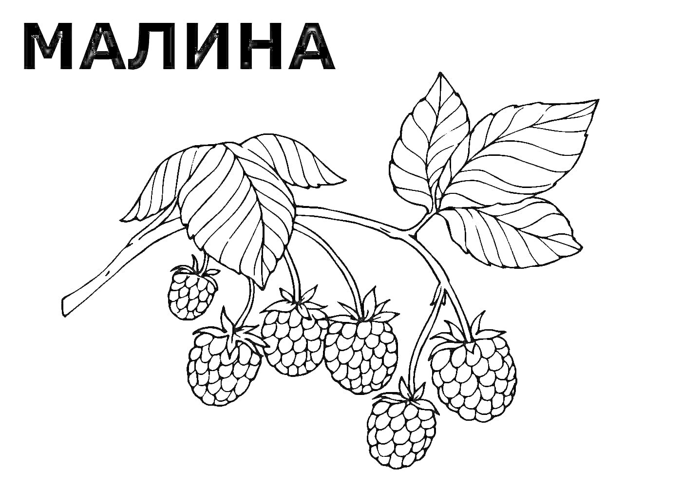На раскраске изображено: Малина, Ягоды, Ветка, Листья, 3-4 года