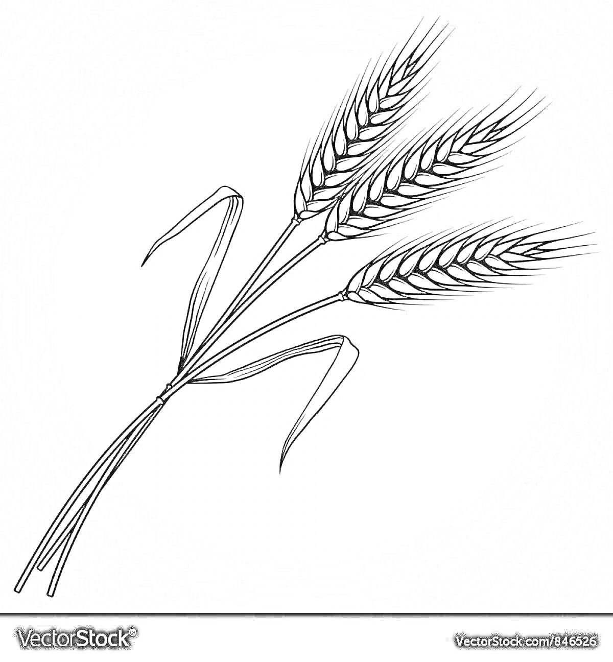 На раскраске изображено: Колосок, Зерновые, Листья, Пшеница, Природа