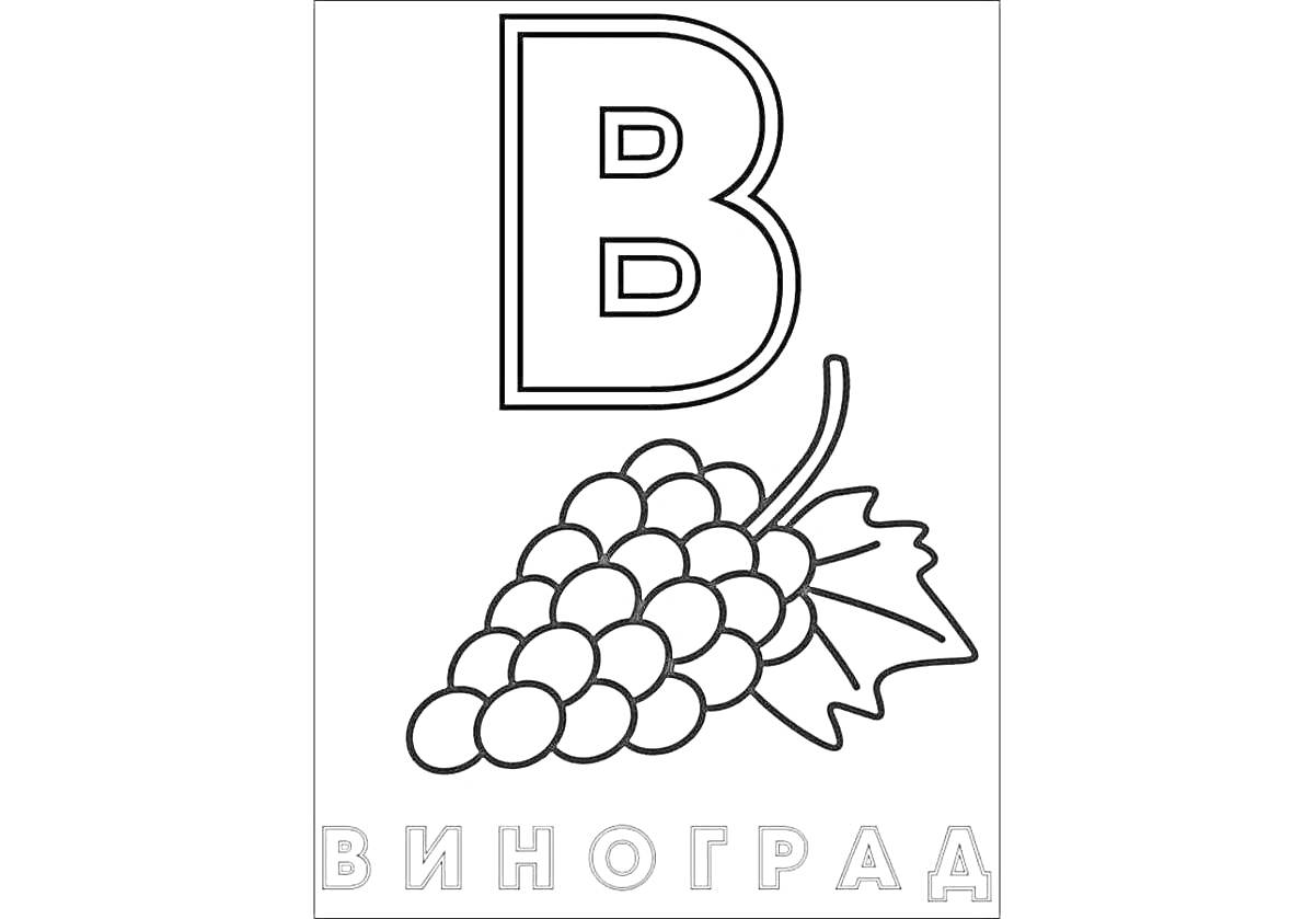 Раскраска Буква В с виноградом