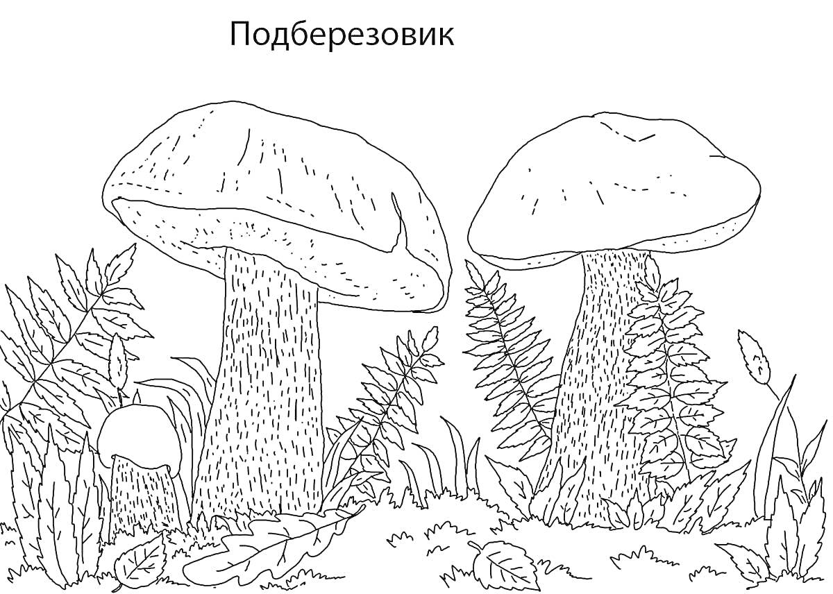 На раскраске изображено: Подберёзовик, Грибы, Листья, Трава, Природа, Лес