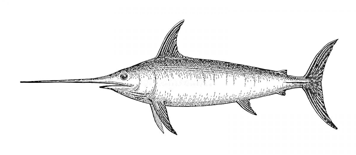 Раскраска Рыба-меч, плавники, тело рыбы, хвост, рот рыбы, длинный меч