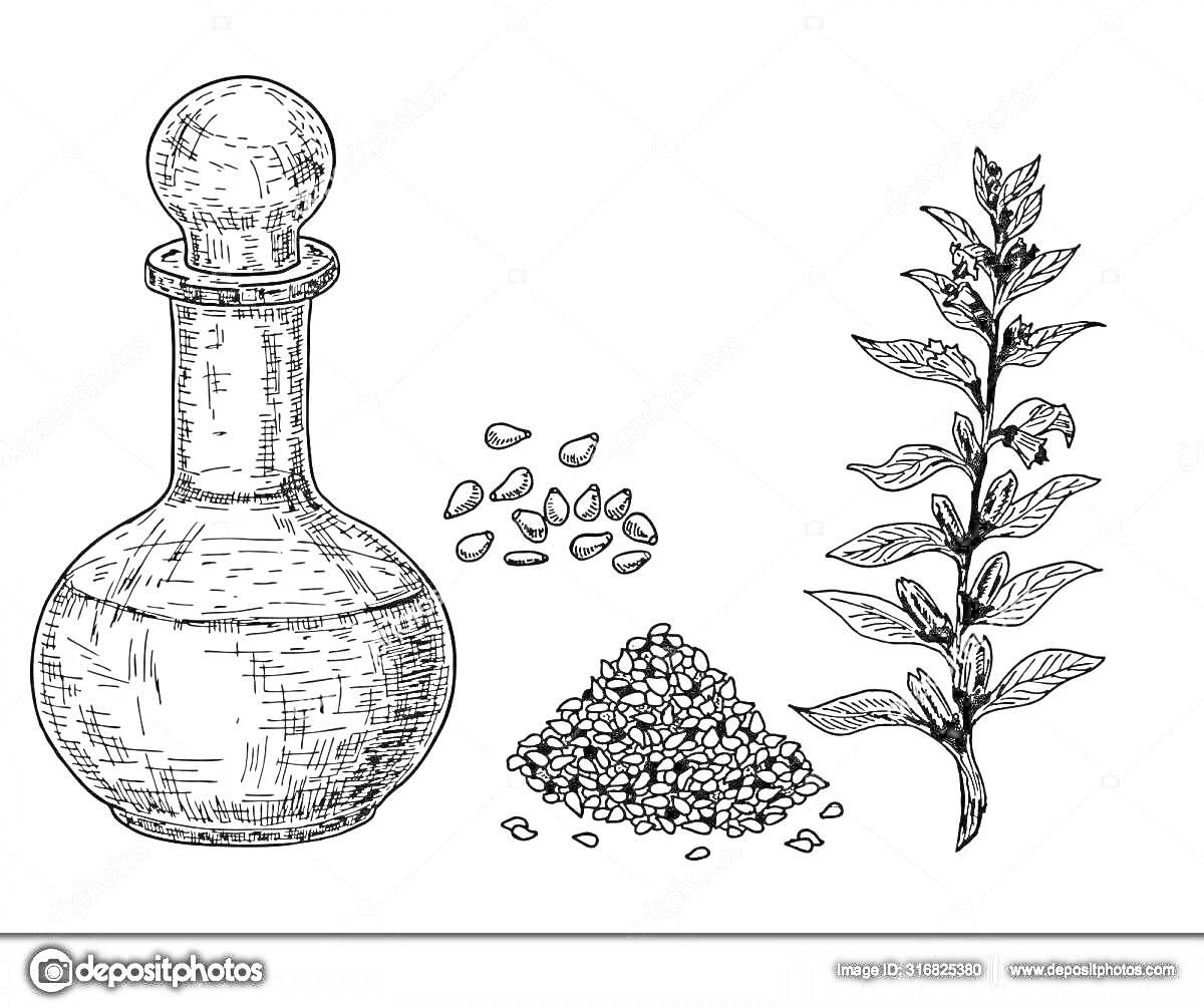 Раскраска Бутылка с растительным маслом, семена, кучка семян и растение