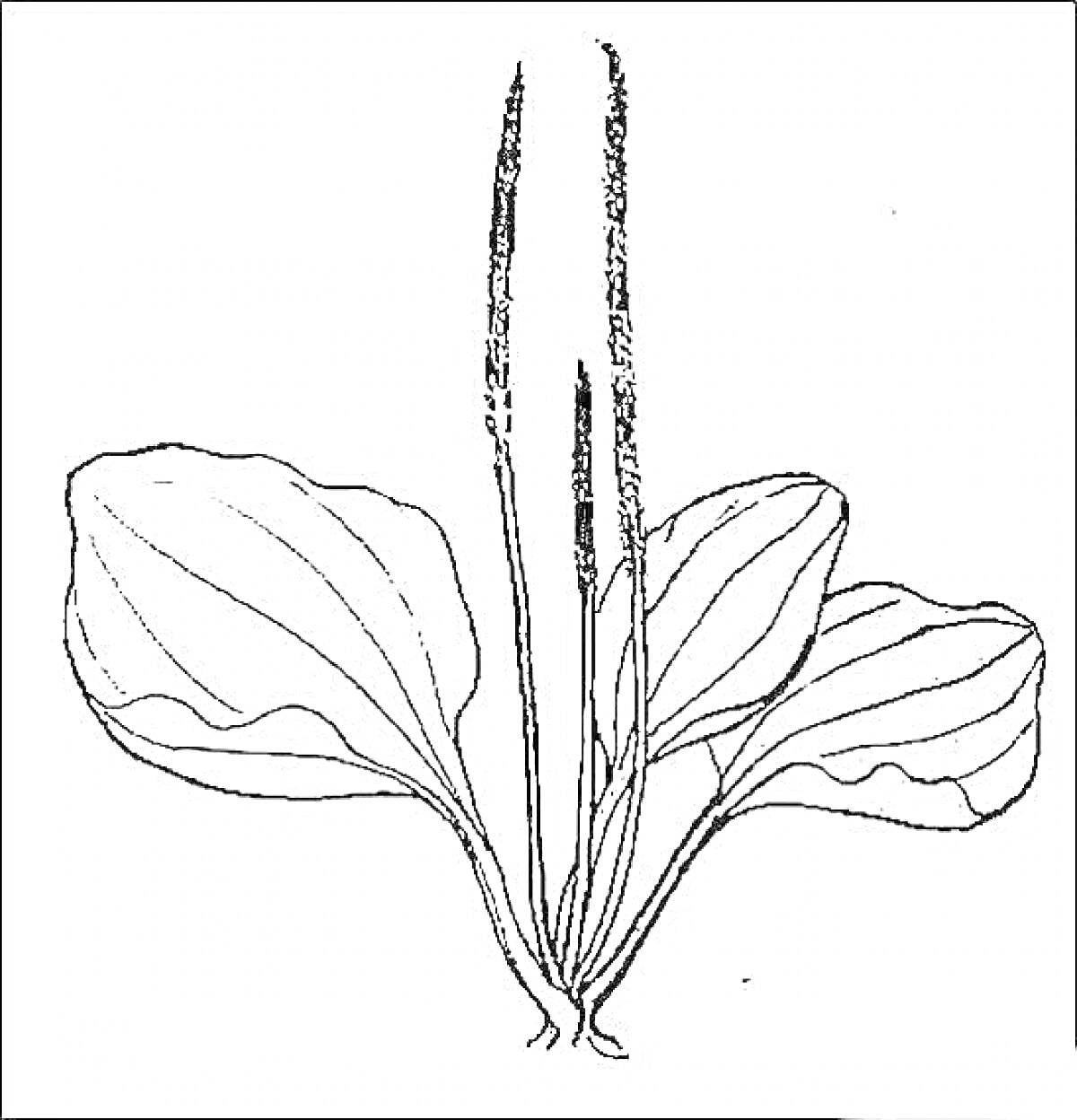Подорожник с широкими листьями и высокими цветочными стеблями