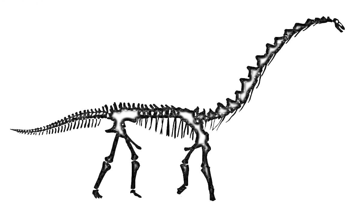 На раскраске изображено: Динозавр, Скелет, Длинная шея, Диплодок, Палеонтология, Кости