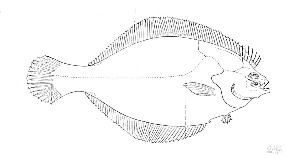 Раскраска Камбала с плавниками и глазами на одной стороне тела