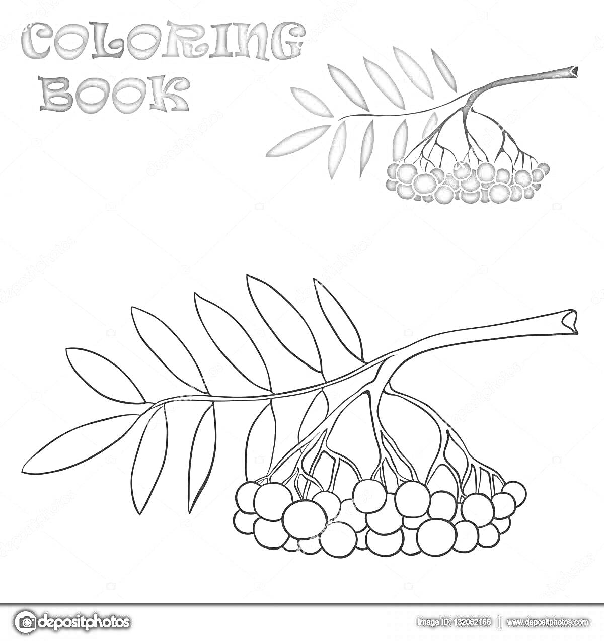 На раскраске изображено: Рябина, Ветка, Ягоды, Листья, Контурные рисунки