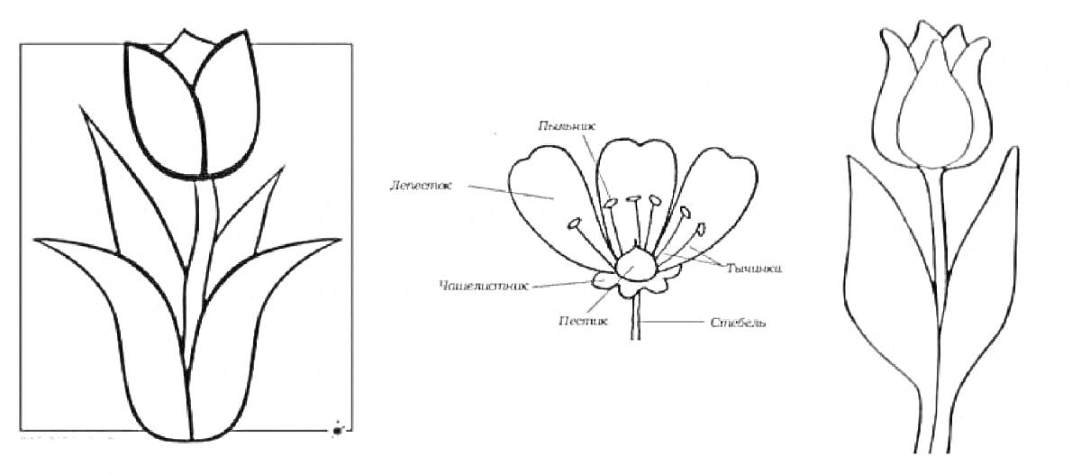 Тюльпан Шренка: схематическое изображение полного растения и анатомия цветка