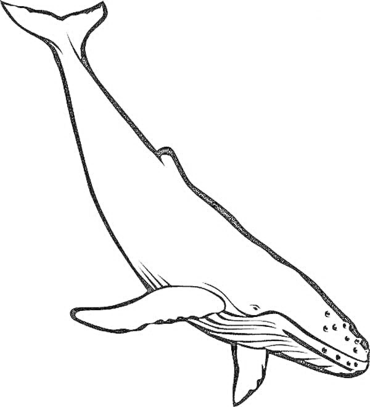 Раскраска Синий кит с плавниками и хвостом