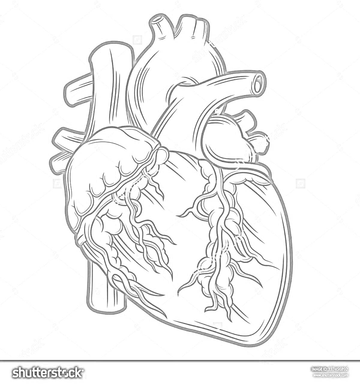 Раскраска Анатомическое сердце с артериями, венами и основными сосудами