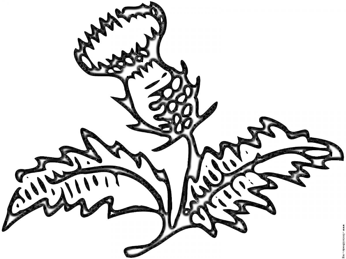 Раскраска Чертополох с крупным бутоном и двумя листьями