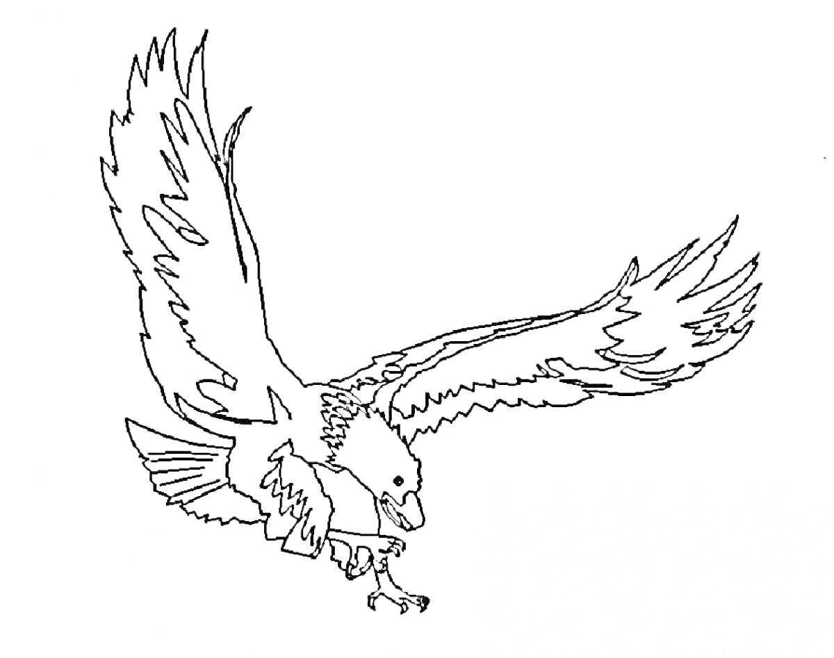 Раскраска Орел в полете с распростертыми крыльями 