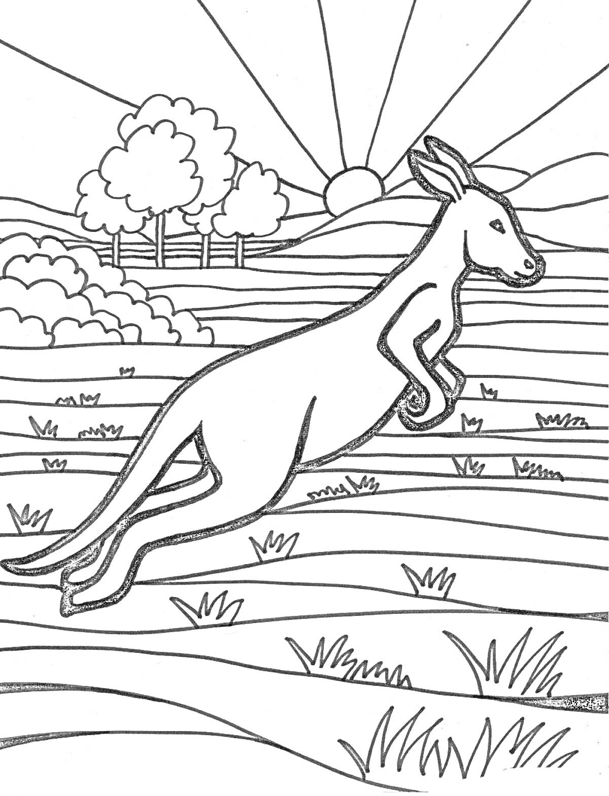 На раскраске изображено: Австралия, Кенгуру, Природа, Солнце, Деревья, Луг, Для детей